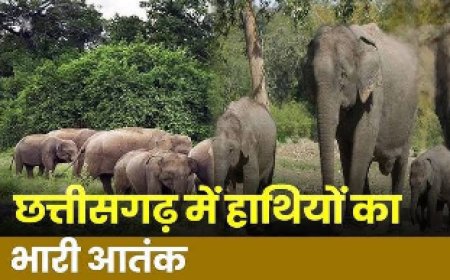 छत्तीसगढ़ में हाथियों का आतंक: एक और ग्रामीण की मौत, पिछले महीने में 5 लोगों की जान गई