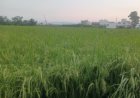देहरादून का मौसम: गर्मी की लहर या बारिश की बौछार?