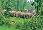 हाथियों का आतंक: 157 का दल, किसानों की फसलें हुईं बर्बाद, ग्रामीणों में दहशत