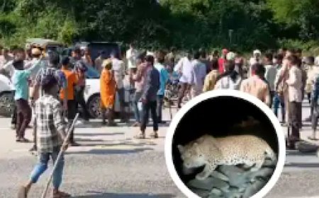 Udaipur News: 7 रेंजर, 80 जवान, 3 पिंजरे... आर्मी तक बुलाई, फिर भी आतंक मचा रहा तेंदुआ, युवती को बनाया शिकार..