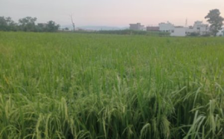 देहरादून का मौसम: गर्मी की लहर या बारिश की बौछार?