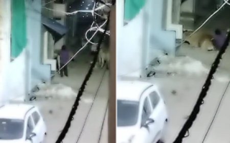 मानवता शर्मसार : सड़क किनारे बैठी गाय से अश्लील हरकत, युवक गिरफ्तार