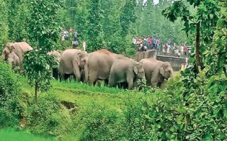 हाथियों का आतंक: 157 का दल, किसानों की फसलें हुईं बर्बाद, ग्रामीणों में दहशत