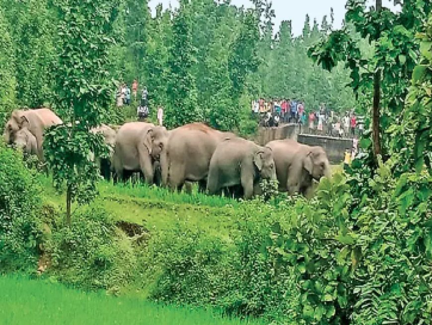 हाथियों का आतंक: 157 का दल, किसानों की फसलें हुईं बर्बाद, ग्रामीणों में दहशत